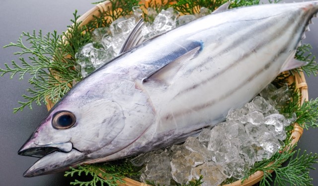 Bonito