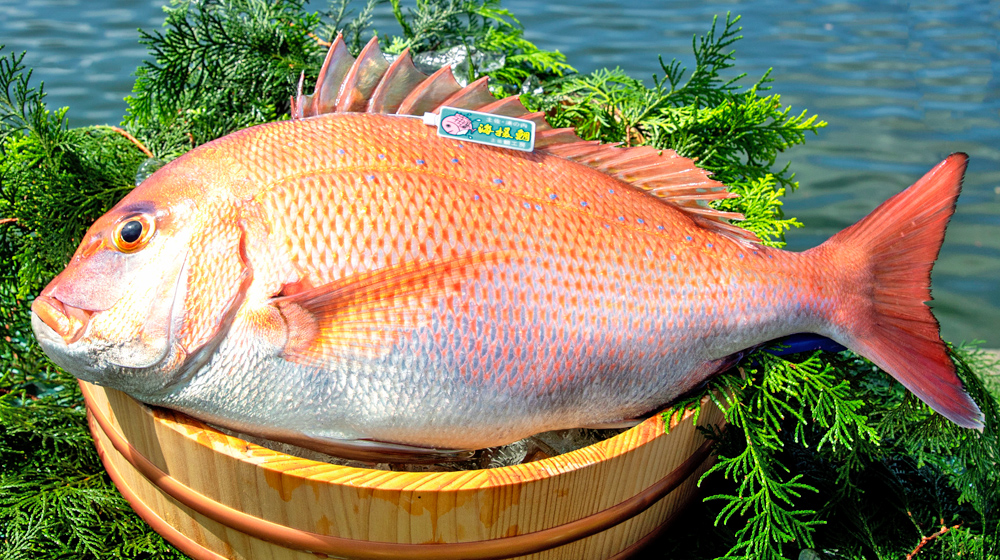 Sea bream